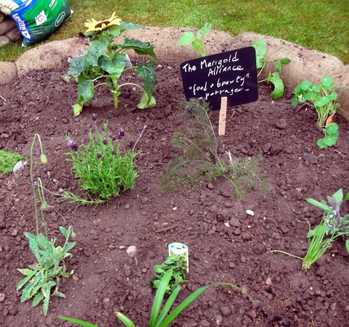 The_marigold_alliance_-_beneat