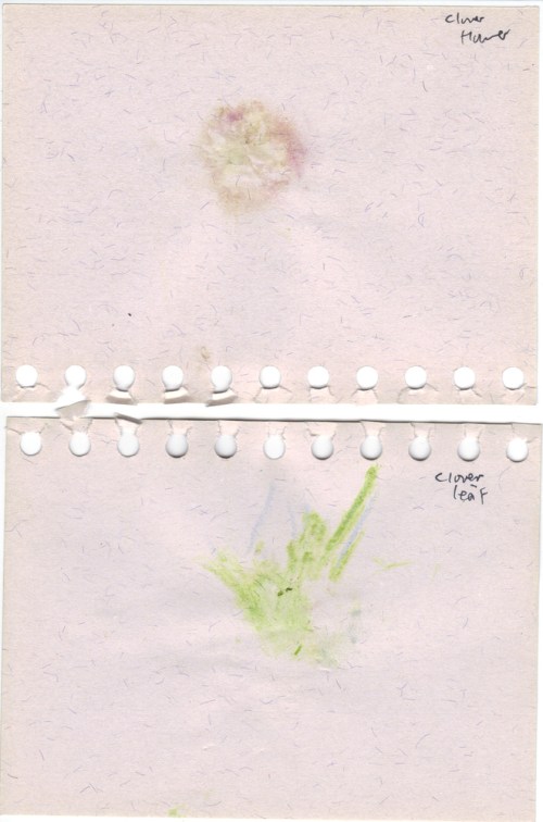 Clover_flower_and_leaf