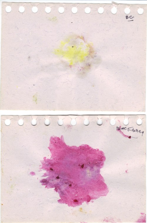 Buttercup_and_blackberry