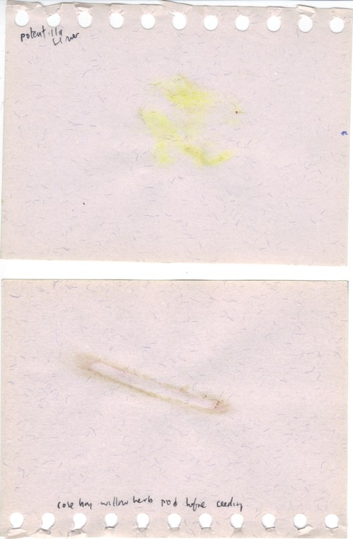 Potentilla_and_rosebay_willow_herb