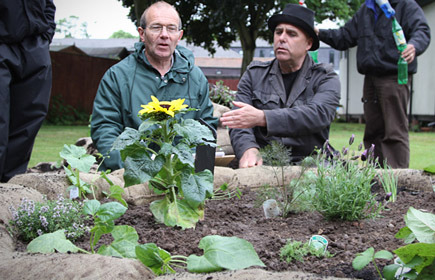 Marigold_alliance_garden