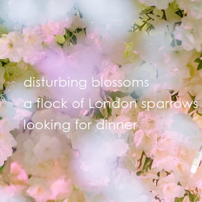 haiku by little onion Paul Conneally for sake no hana 