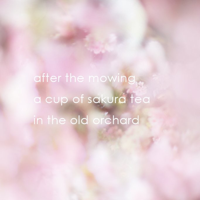 haiku with cherry blossom by Little Onion for Sake no Hana - Japanese restaurant London