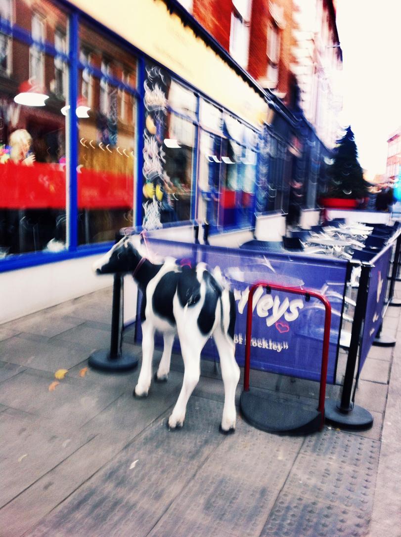 A sculpture of a calf outside Hartleys Coffee and Sandwich Bar Nottingham - Paul Conneally 2016