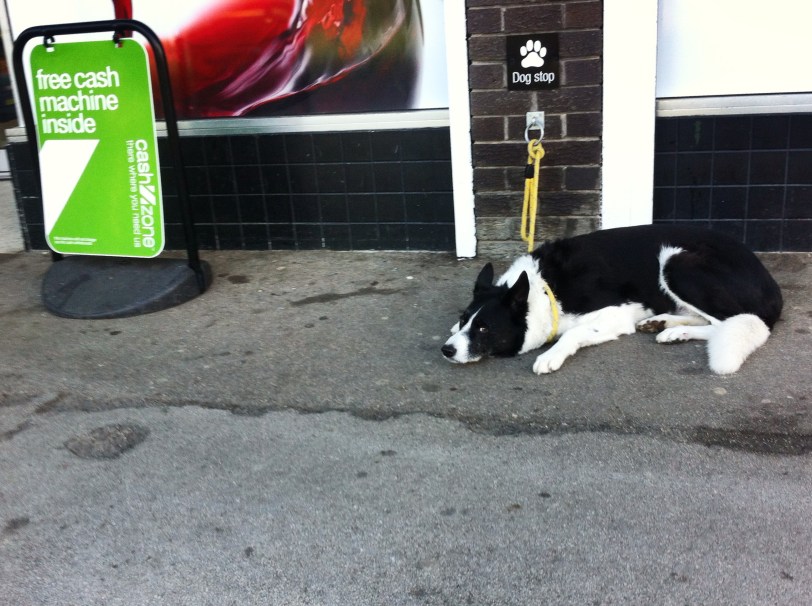 Dog outside a shop tied up waiting - street photography - Paul Conneally
